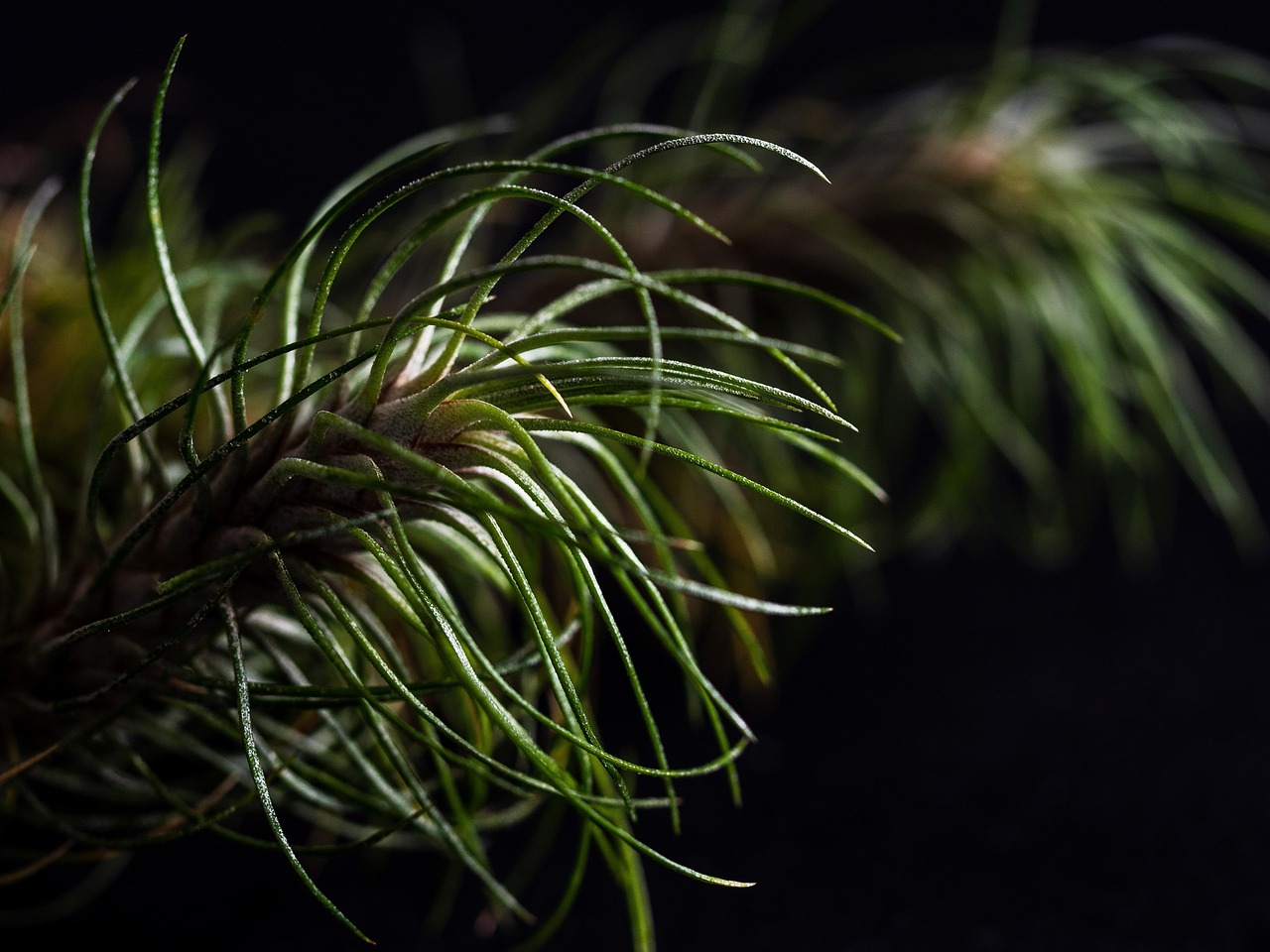 老微信号码批发：什么平台购买蜜蜡